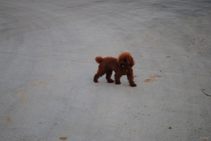 【转台阶上道 路边走 起跟拍段 泰迪 玩耍继行】_