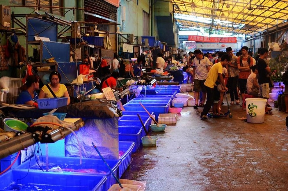 芳村鱼鸟市场图片