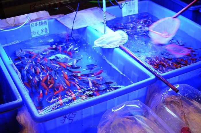 【逛芳村花鸟鱼虫市场 -- 鱼市】_广东车友会_汽车论坛-易车网