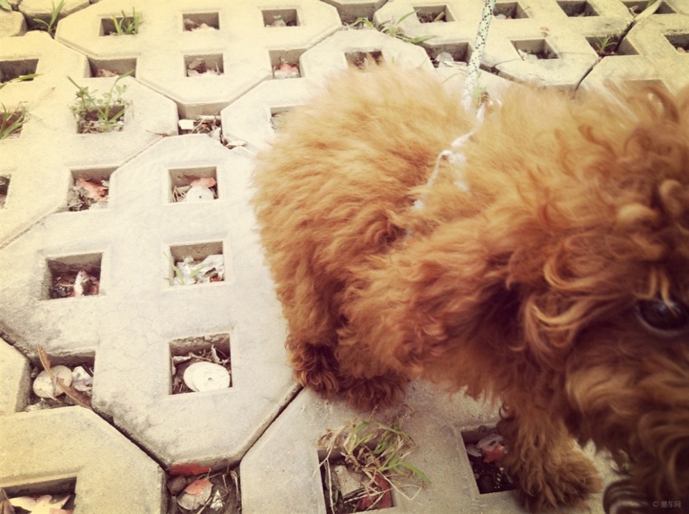 【【宠物读心术】我家贵客小仔仔遛弯记】_宠