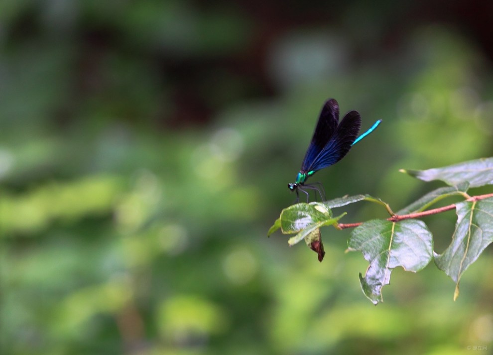 【蓝色豆娘小蜻蜓】_云南论坛图片集锦