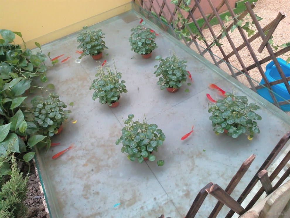 【【宝贝快乐秀】微型农场(封面)】_超级宝贝