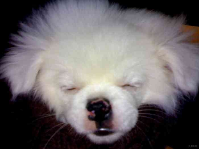 【【宠物读心术】我家的小乖乖】宠物当家论坛