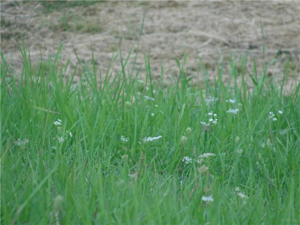 【雨后小草青青的很嫩】_安徽论坛图片集锦_汽车论坛-易车网