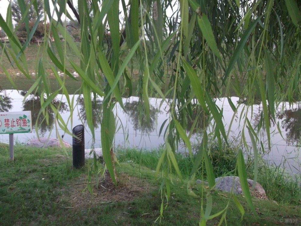 【小河边的垂柳依依】_安徽论坛图片集锦_汽