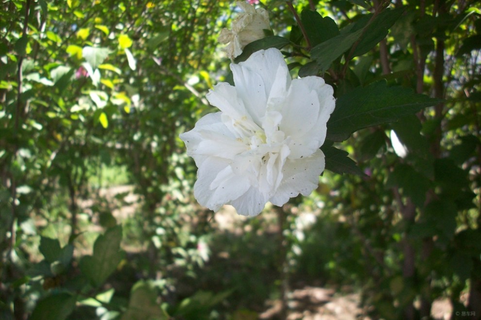 重瓣白木槿花