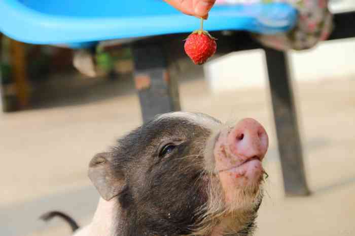 【开心萌宠迎新春】宠物猪恭喜大家快乐过新年
