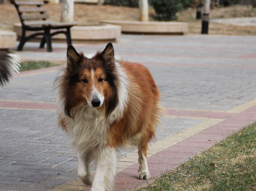 聪明的苏牧犬.