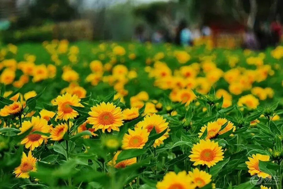 【蠡园金葵花展随拍】_吉利GX7论坛图片集锦