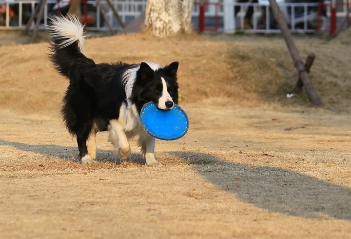 【开心萌宠迎新春】玩飞盘的边境牧羊犬