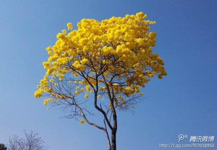 黄花风铃木