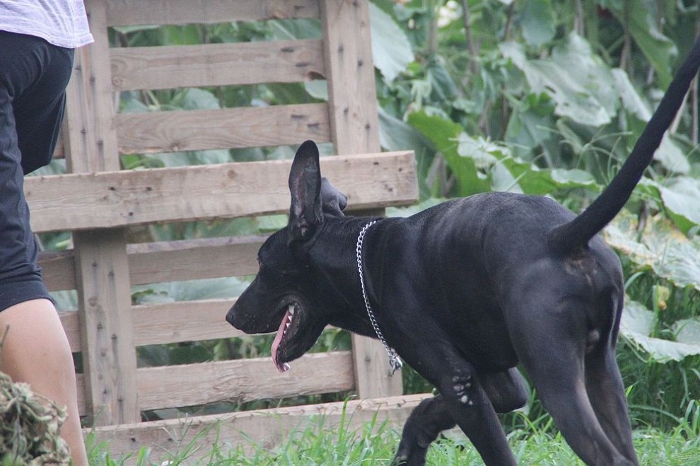 【墨界黑狼与妞妞!】_宠物当家论坛图片集锦_汽车论坛-易车网