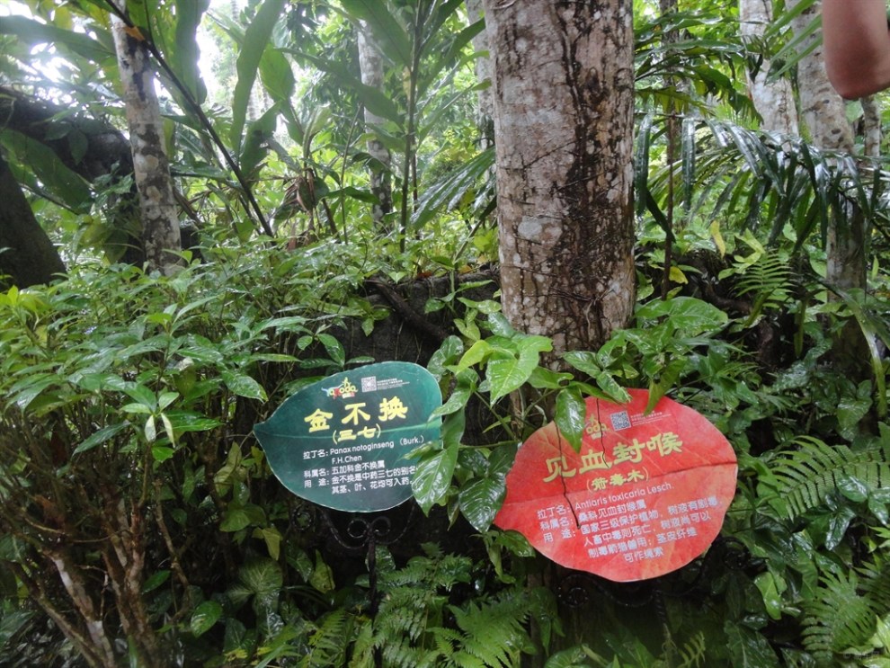 【【精华争霸赛】游赏三亚呀诺达热带雨林景色