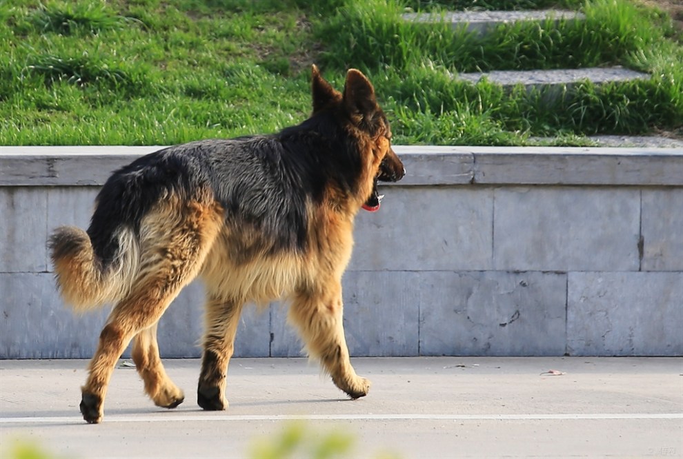 中国黑背犬