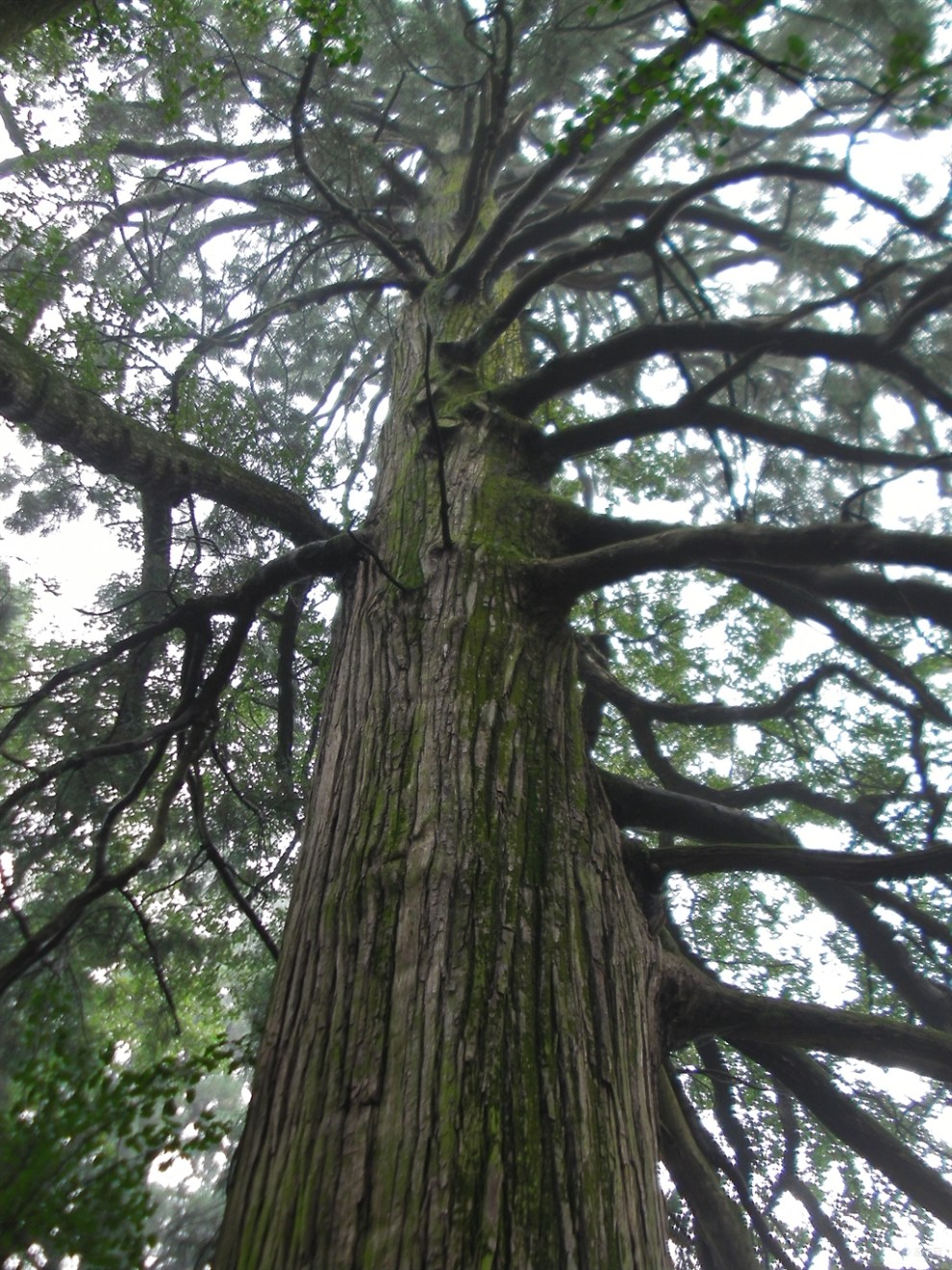 【千年古树】_河南论坛图片集锦
