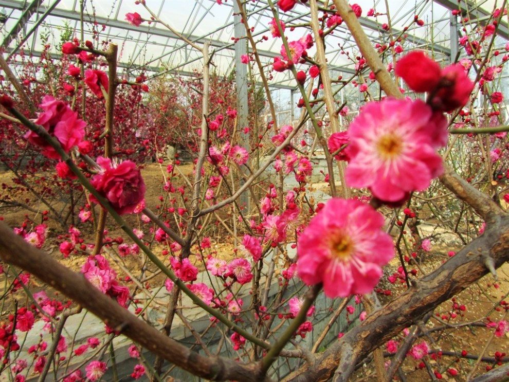 自驾北京鹫峰国际梅园赏梅花