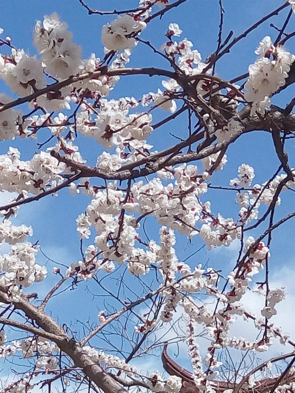 【【原创】杏树开花了】_辽宁论坛图片集锦