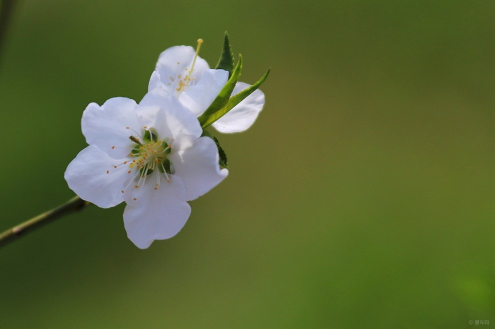 白桃花