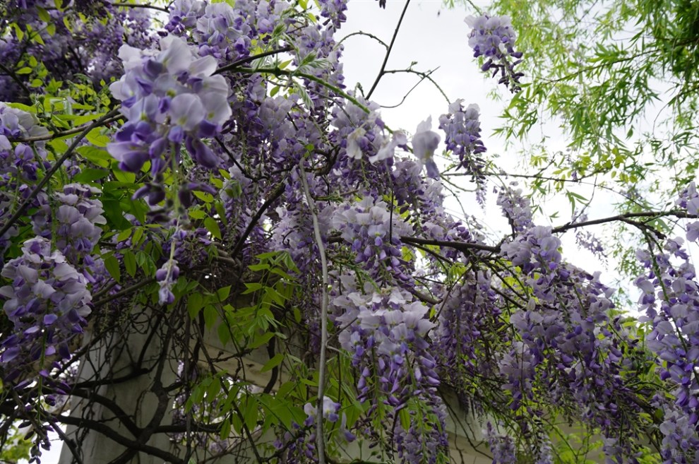 【【走进春天里】樱花开尽看紫藤 浓香四溢春