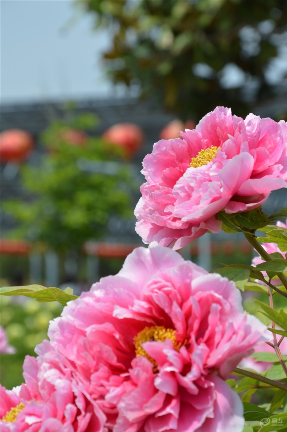 【风景带你逛花城】牡丹