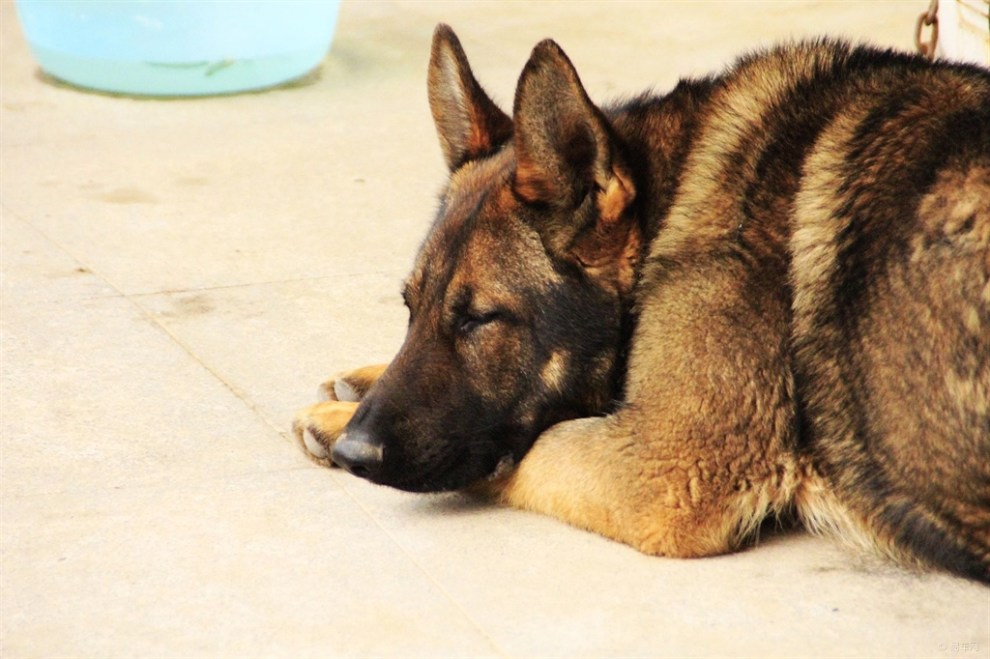 【大狼狗!】_宠物当家论坛图片集锦_汽车论坛-易车网