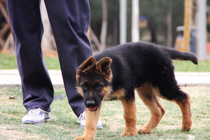 dog),别名德国黑背(贝),也就是人们常说的——狼狗,此犬种据说原产