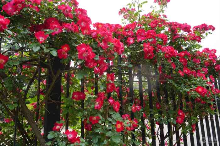 【【风景在路上】墙里开花墙外香】青海论坛论