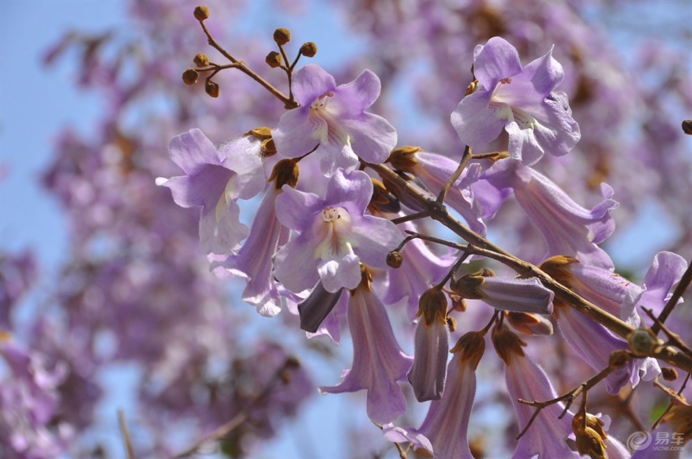 【梧桐花开幽静处，淡淡花香飘满城】_辽宁论坛图片集锦_汽车论坛-易车网
