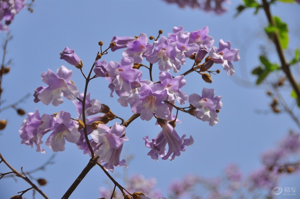 【梧桐花开惊四座，花香淡淡幽八邻】_自驾游论坛图片集锦_汽车论坛-易车网