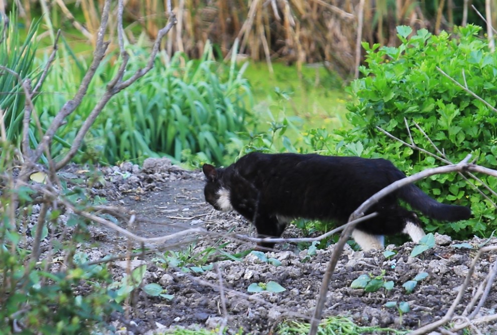 【小菜园里的大黑猫】_宠物当家论坛图片集锦