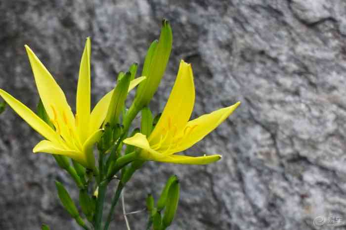 【常见花草的清新世界】宁夏论坛论坛_手机易