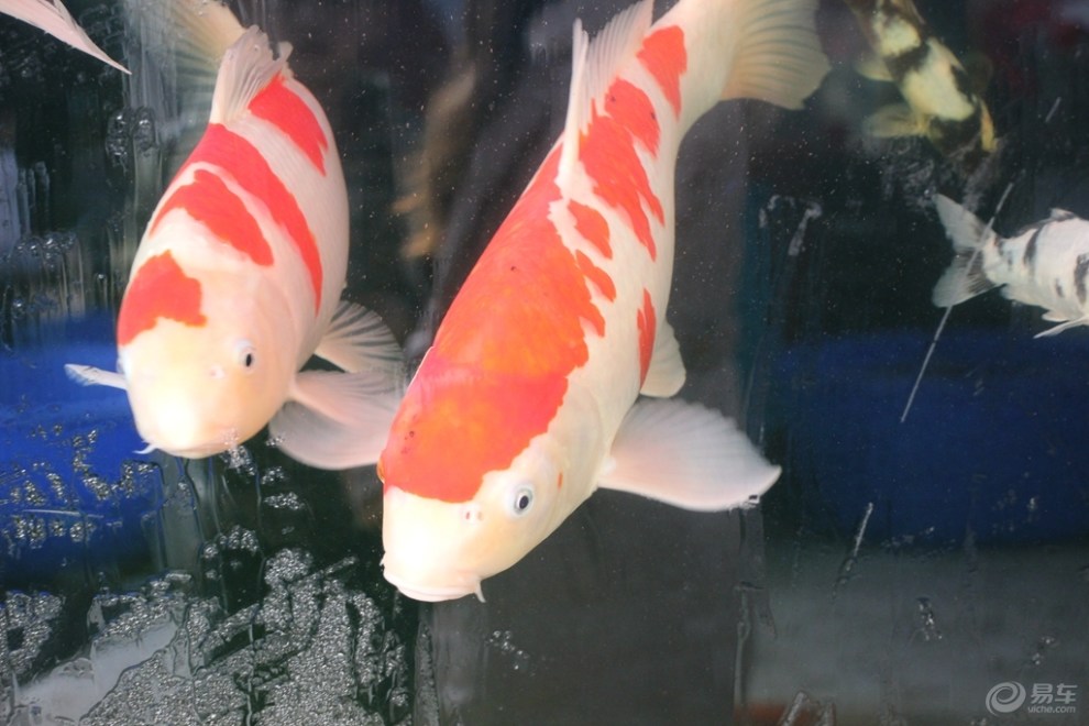 【水儿清,鱼儿游】_长城C30论坛图片集锦_汽车论坛-易车网