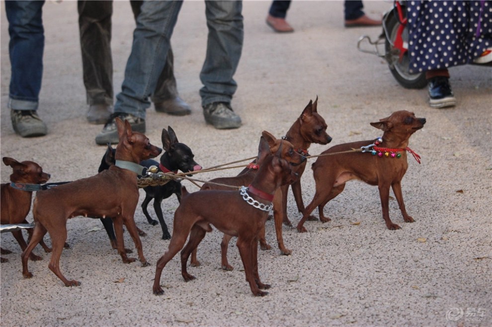 【欢乐萌宠第七季】鹿犬拉车