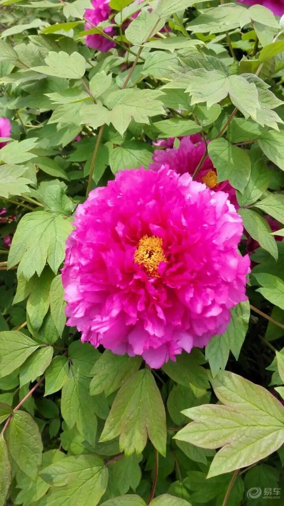 【烟花三月下扬州之扬州瘦西湖 只看楼主 | 收藏