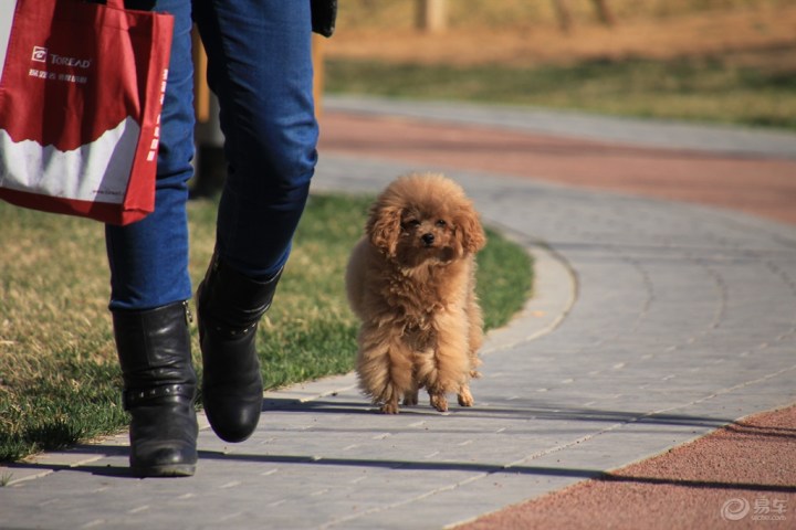 【走路的小泰迪】_宠物当家论坛