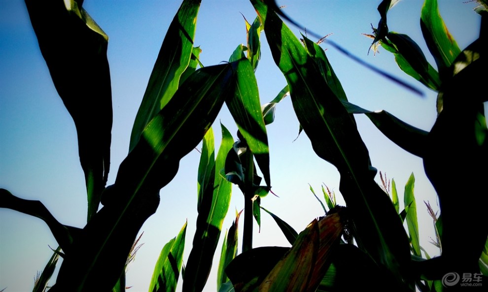 【丰收的季节,玉米地里上演的激情一幕!】_重