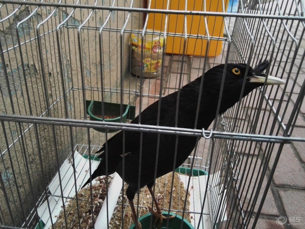 【笼中的八哥鸟】_宠物当家论坛图片集锦