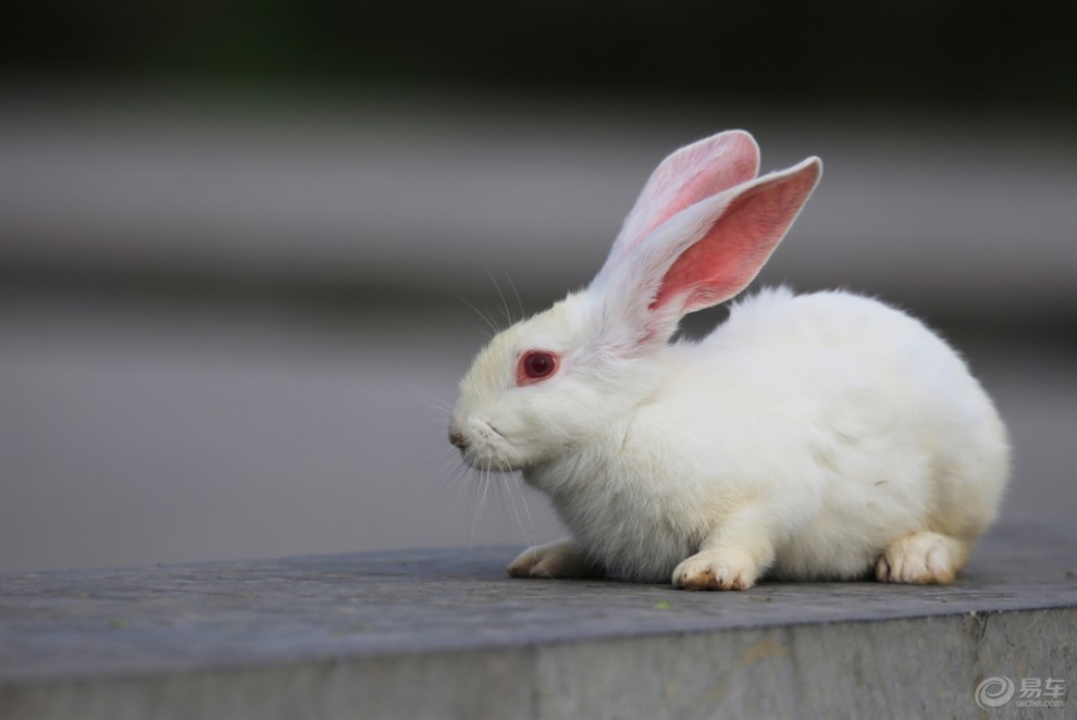 【可爱的小白兔】_安徽论坛图片集锦