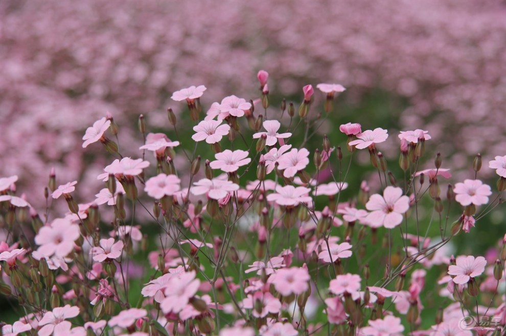 徜徉在那片花海——石人沟山花节掠影(补发)