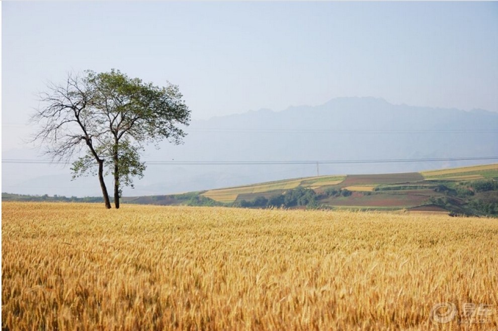 【收麦季节,忆起童年往昔】_众泰T600论坛图片集锦_汽车论坛-易车网