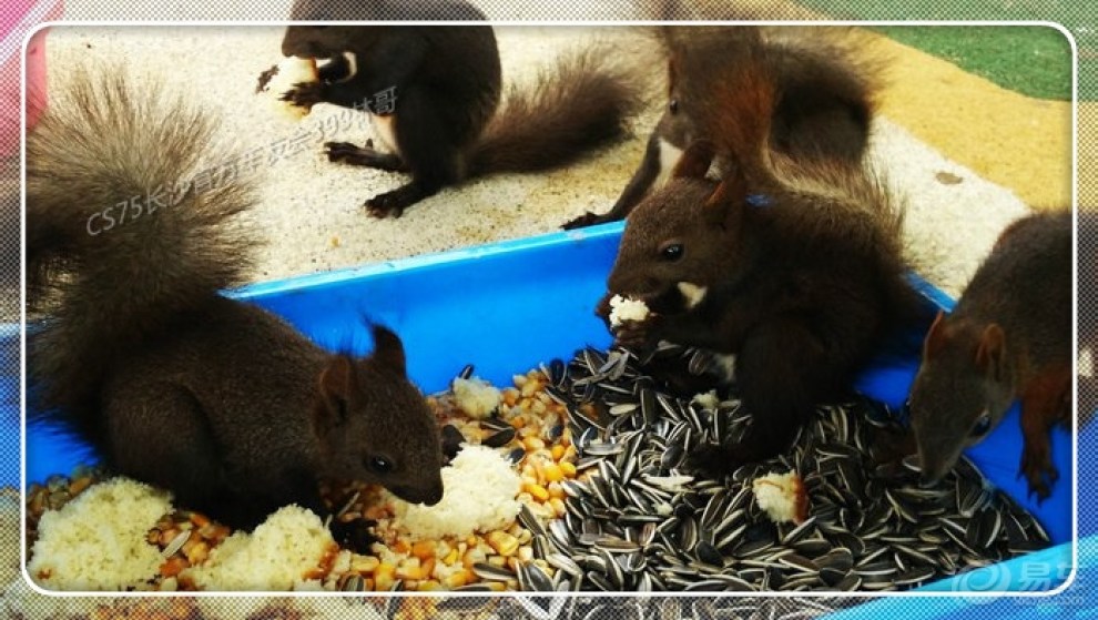 【【长沙CS75官方车友会】CS75光明松鼠谷之约】_长安CS75论坛图片集锦_汽车论坛-易车网