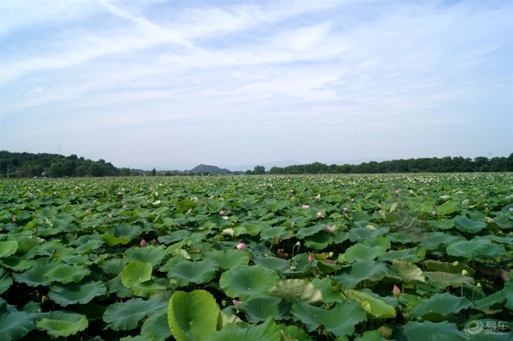 【【盛夏防暑】我与梧桐畈荷花有个约会】_江