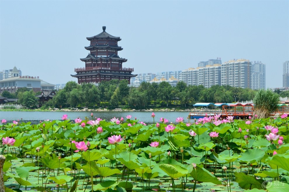 济宁古八景之-南池荷净