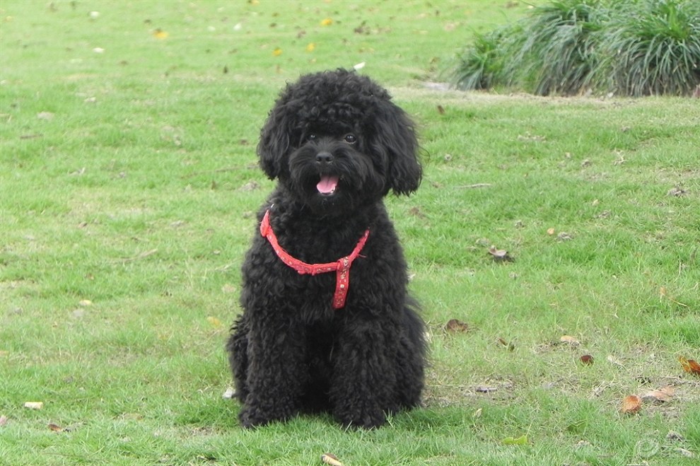 【黑黑的泰迪】_安徽论坛图片集锦_汽车论坛-易车网