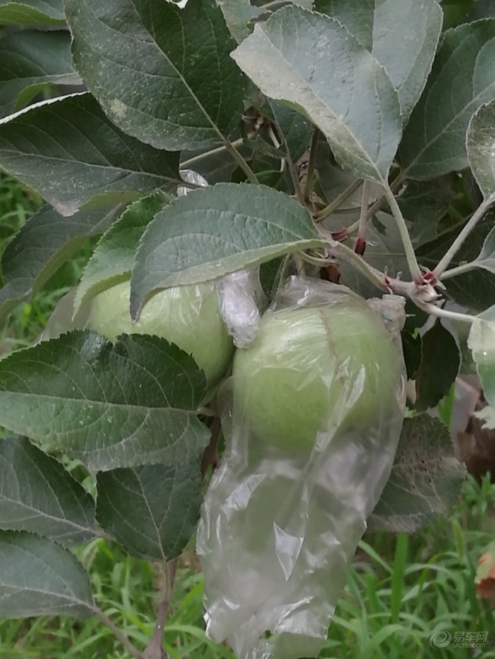 【小区美景随拍】_山西车友会