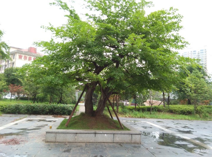 【(湖南沁园春)饭后散步】_悦翔论坛_汽车论坛