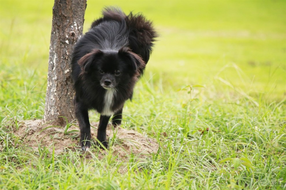 【闲逛的黑蝴蝶犬】_安徽论坛图片集锦_汽车论坛-易车网
