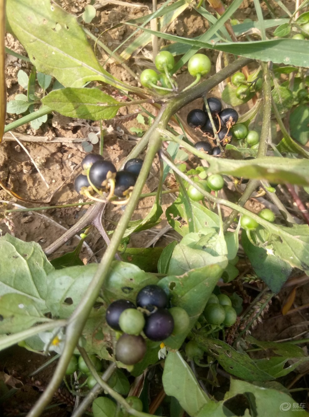 【野茄子】_安徽社区图片集锦_汽车论坛-易车网