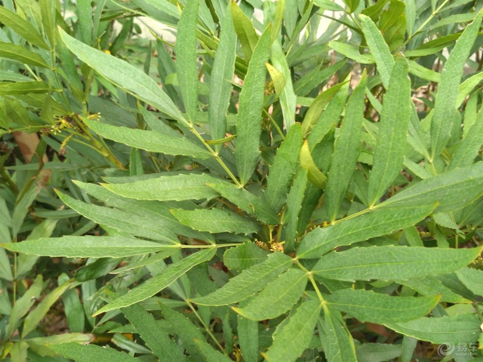 【功劳木】_福建社区图片集锦_汽车论坛-易车网