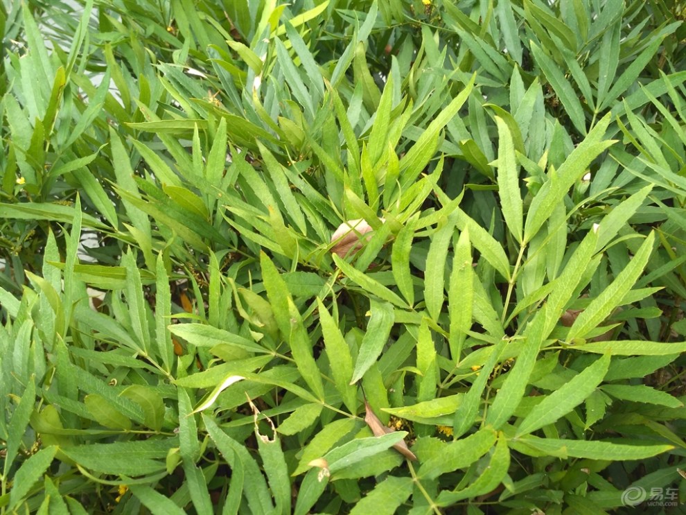 【功劳木】_福建社区图片集锦_汽车论坛-易车网